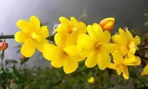  『州市』全国56市市花，你认识多少?