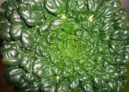  乌塌菜■人称“维他命菜”，11月正当季，亩产3千斤，如今农民却