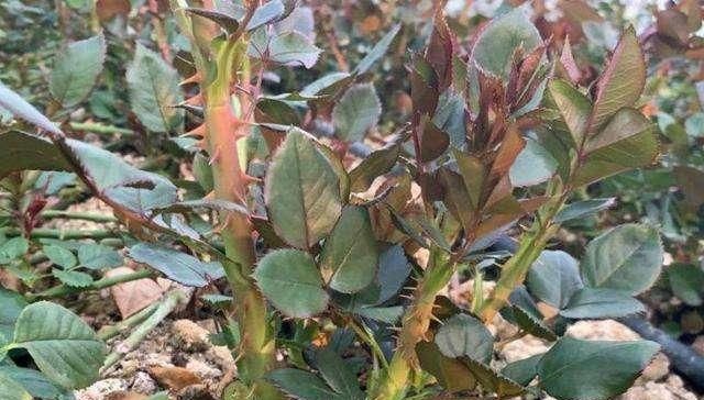  「爆花」藤本月季“爆花”进行时，笋芽萌发，如何施肥？