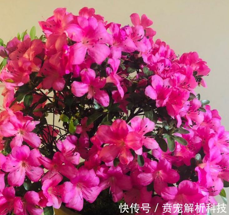  「蟹爪兰」最受欢迎的“4种花”，高端大气，花朵硕大、花期长，漂亮好养！