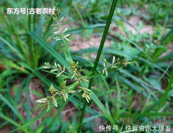  [根部]农村人称“回头青”的野草，牲畜都不喜欢食用，其实根部