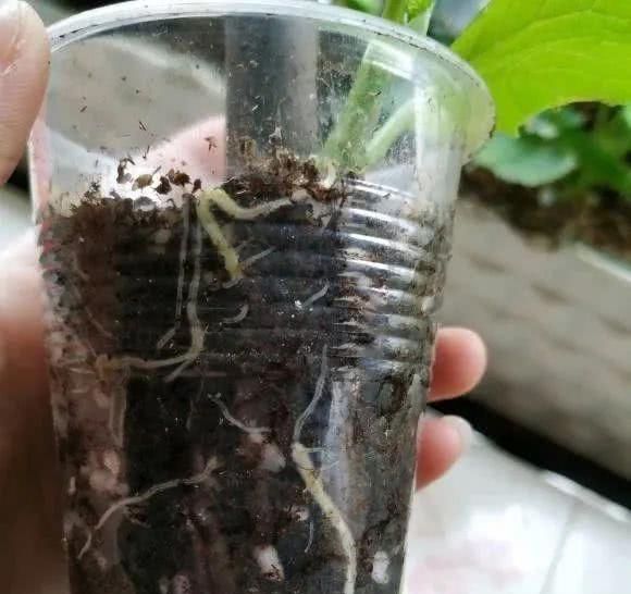  [当年]春天扦插无花果，15天生根，当年就结果