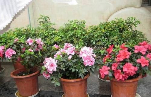  #枝条#在家养杜鹃花不容易成活？记住3点要求，花团锦簇、枝繁叶茂