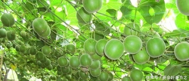  「农作物」亩产一千多斤，却不能直接吃，农民纷纷跟风种植！