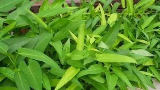 【蔬菜】“5种蔬菜”养阳台,长得快,结果多,不用出门买,随吃随摘!