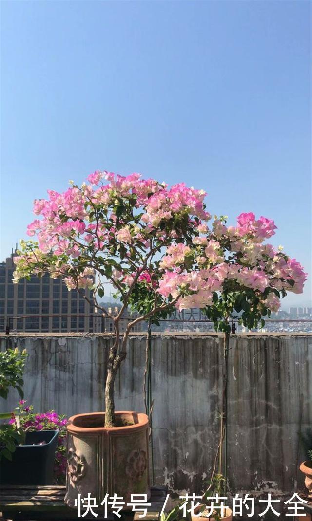 太美|“三角梅”这样养,开花比叶子还多,简直太美了
