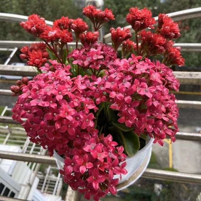 于花卉修剪■修剪也得有“度”,“3种花”要悠着点,剪狠了一年不开花