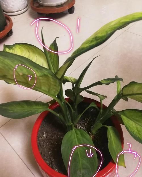  『万年青』?万年青盆栽叶片萎蔫还倒伏了怎么办？少浇水多通风，散光补营养
