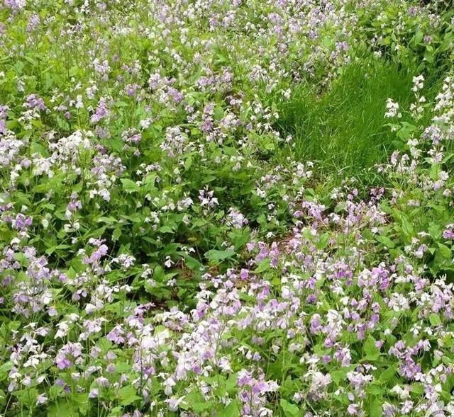  慎养■这花要慎养，每年砍掉3麻袋，照样蹭蹭长