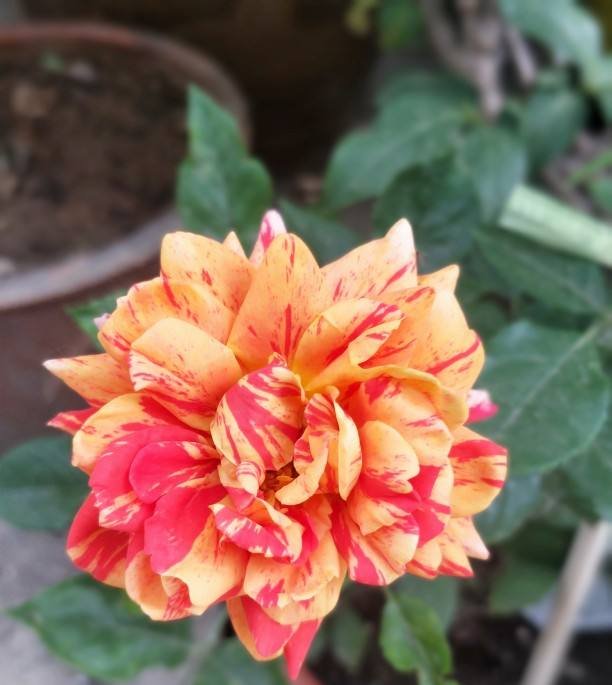  「养分」这3种花,花后狠心剪一刀,来年呼呼爆满盆,亲朋好友来围观!