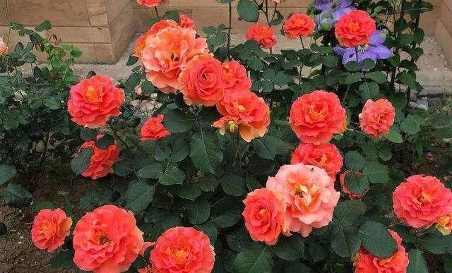  「耷拉」月季耷拉叶子别忽视，有可能是这2个大问题，先解决再修剪