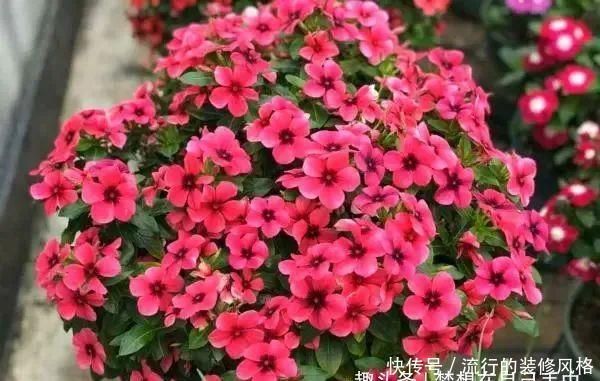  『剪枝』4种盆栽花，“剪枝越狠”开花越容易爆，家里有的话现在就剪