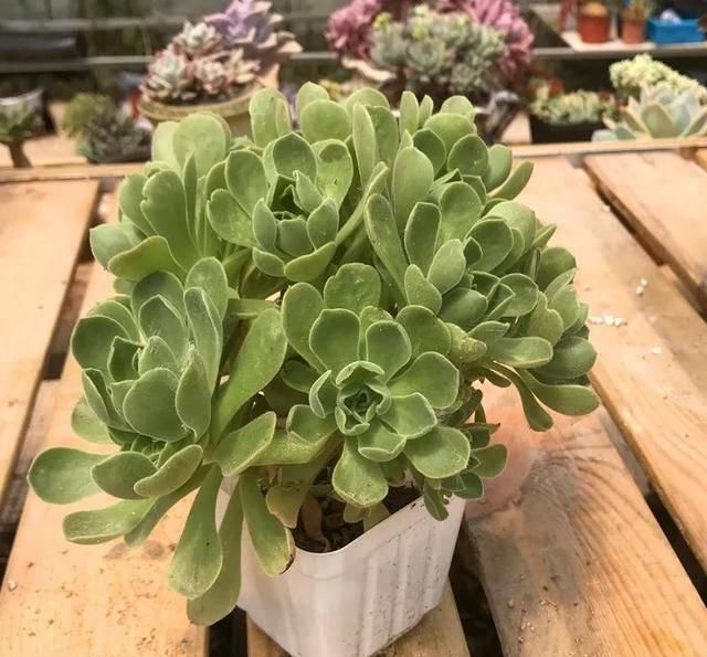  [自带臭味]这4种花长得真漂亮，但是浑身带臭味！你愿意种吗？