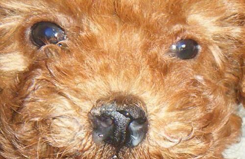 信号:狗狗这些情况,不是在卖萌而是在“喊救命”,你收到了吗?