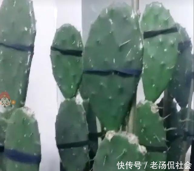 『仙人』仙人掌薄成纸2个小方法,吃成大胖子,长成老树桩,挂满仙人果