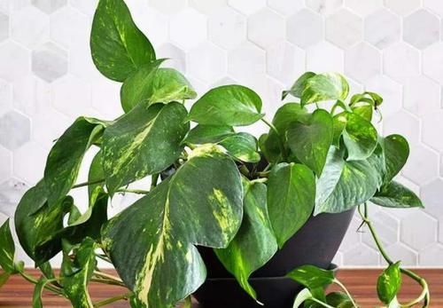 「虎皮兰」天热养这4种花,1招学会正确'浇水',远离烂根,叶子油绿挺直