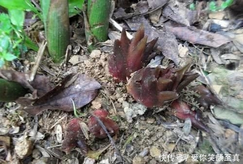  [果树]种植之后连续几年都有收获，一年比一年产量大，农民朋友纷纷种植