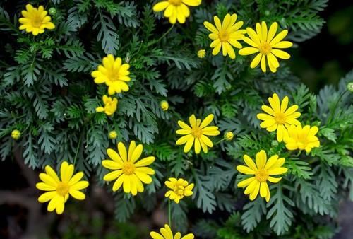 【花朵来】养花就选这2种，一年四季都开花，是家庭盆栽佳品！