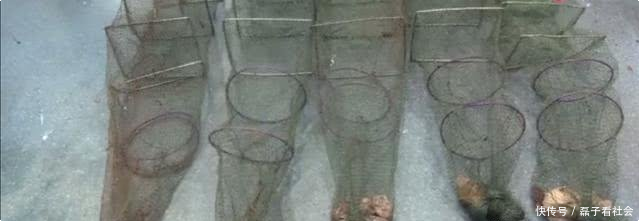  「男子」重庆男子，长期在长江地笼“偷鱼”，不料却因捕了条怪