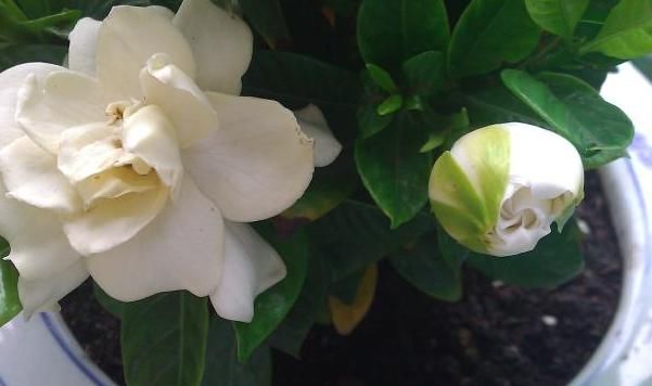  #花友#喜爱栀子花的花友不少，几乎都遇到过黄叶，但水黄和旱黄要区分