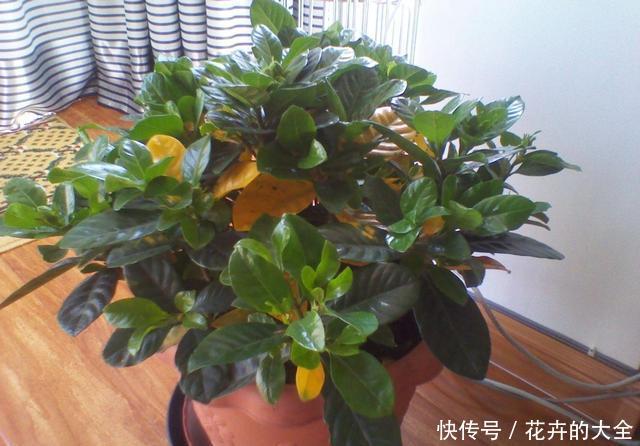  叶子变黄：一换季就黄叶，黄叶都剪了，浇点返青水，叶子绿得滴油