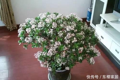 『代表』人养花,花也养人,1种花代表1种寓意,你在养哪种?