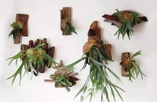  『盆栽』常见12种植物养成不可思议的盆栽！