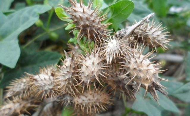 秋天粘你一身的东西,却是治疗鼻炎的首选中药