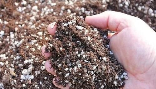  「盆土」养花的盆土自己配，还是直接买来用，哪种土对植物好？