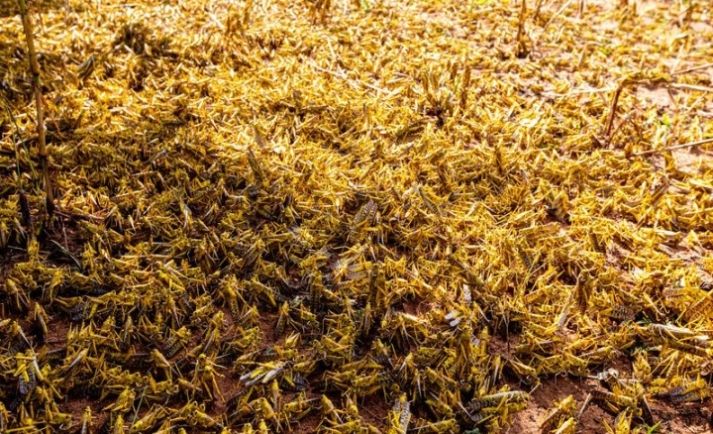  「东非」东非蝗灾到底啥情况? 记者去了趟现场……(附vlog)