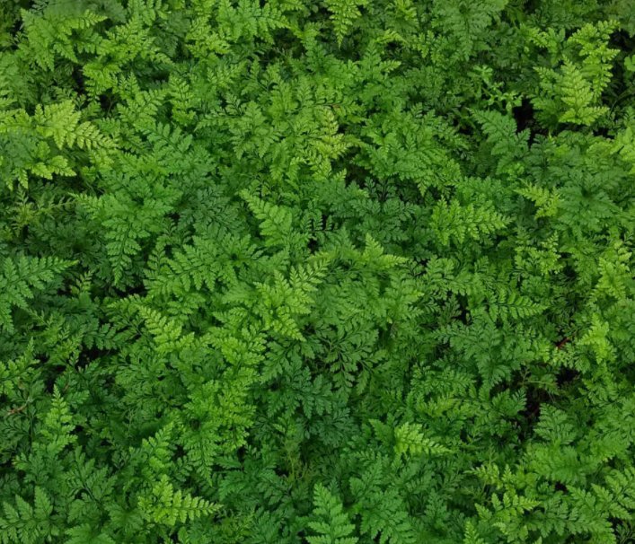  【养上】刚装修的房间，养上这几种植物，再也不用担心有甲醛污染