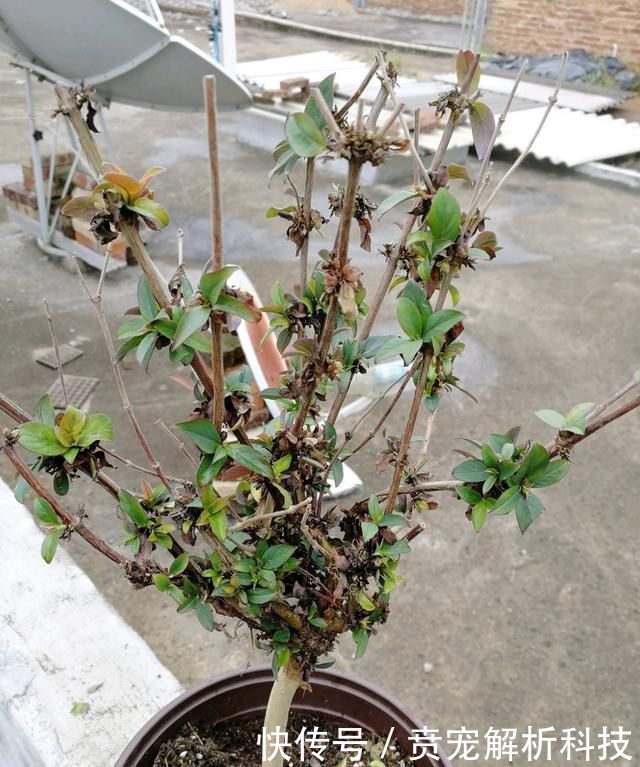  『新芽枯萎』金银花盆栽养不好，犯了2个错，要想开花满屋香，急需一个小手术