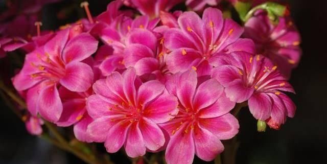  【开花】夏天养花就养3种花，开花爆盆很容易，开花长达200天，清凉一整夏