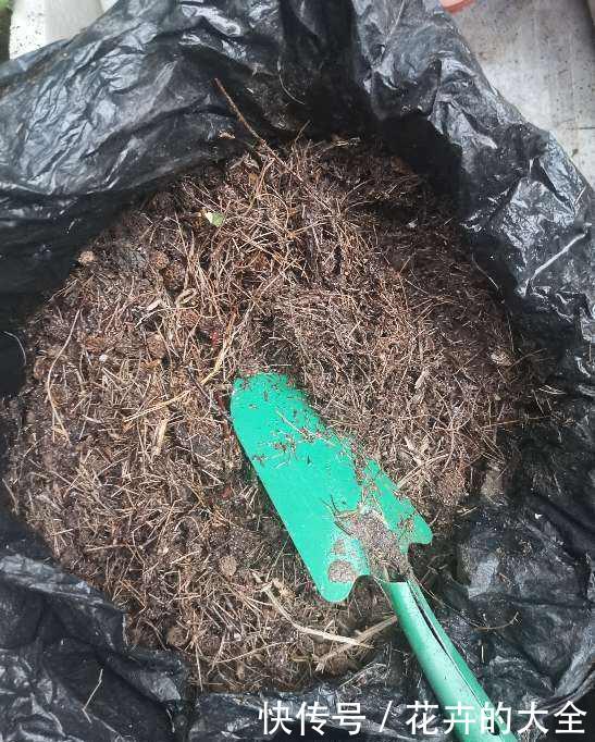 禁忌■养花不能太随意,否则花草浑身难受,几天就死翘翘!