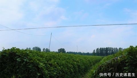  亩地能@农民种植一种蔬菜，批发价每斤0.5元，3亩地能赚多少钱？