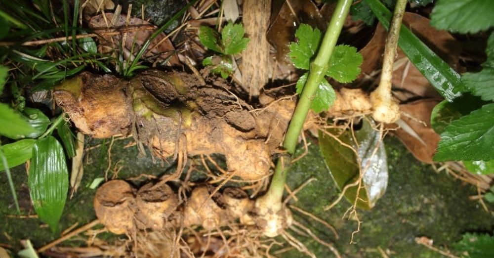  #黄精#30元一斤的野菜，农民挖半天才2两左右，扔个锄头给你体会