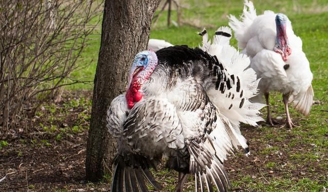 火鸡在美国异常火爆，为啥在我国没太多市场？养殖户道出原因