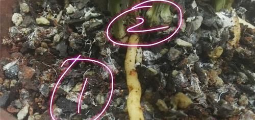  『表面』兰花盆土的表面长出了很多白色丝状物有害吗？兰花大神分享经验