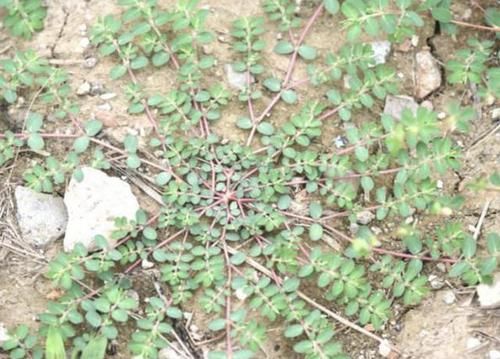  『人称』农地里，1种杂草奇特，枝条像“蜈蚣”，人称“千根草”，珍贵！