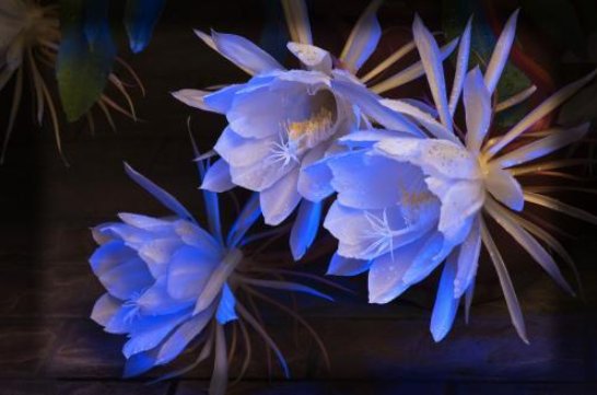  「于昙花」昙花养护过程中，做好几个细节，开完一茬接一茬，次次开爆盆