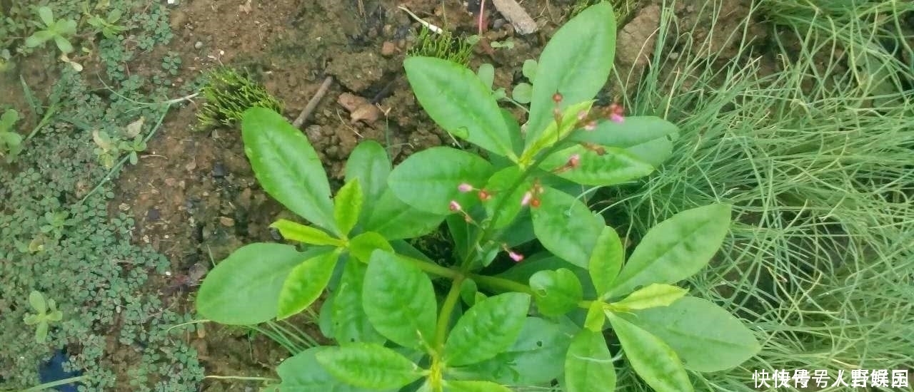  营养■农村这植物，人称“土人参”，营养极高，十分珍贵，遇到