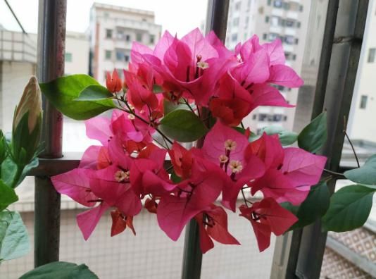  #春天#花期超长的5种花，最适合春天种，一开就是大半年