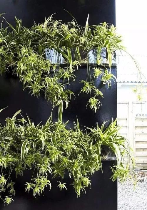 一大:很容易长满一大盆的几种植物,适合养窗台或阳台上
