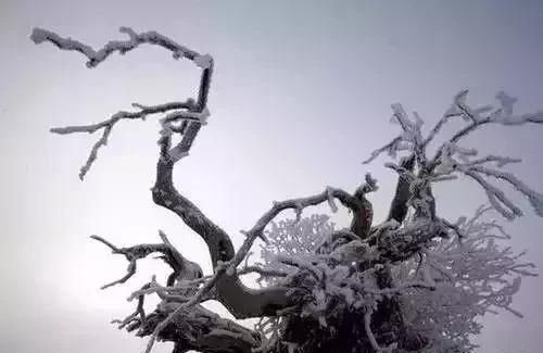 雪后的中国胡杨林，才是真正美爆了!