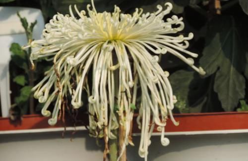  优良■喜欢牡丹，不如养盆优良名菊“盘龙飞霞”，似龙飞凤舞，优美动人