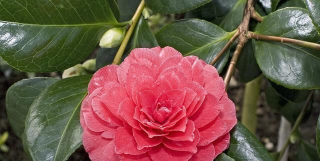  「养山茶花」谦让之花：山茶花，让它在你家阳台绽放起来吧！