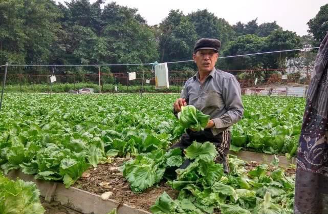 香港有农民吗？让我们一起看下正确的答案