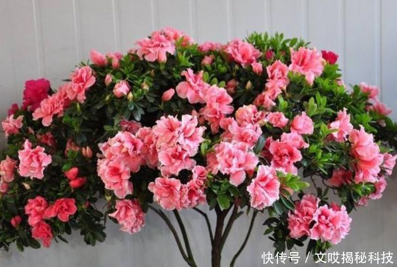 旺宅|家养“4种花”,招财、旺宅好兆头,财源滚滚来,还很好养