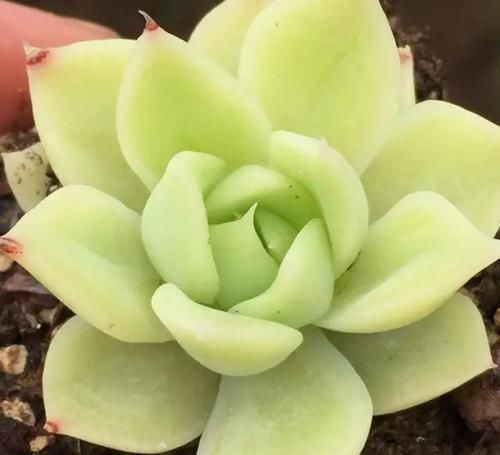  x海琳娜■景天大神亲手杂交的50多种多肉，你肯定没见过！