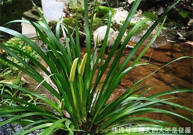  「外号」农村这野草外号“摸一把”，炖鱼炖肉泡药酒无所不能，